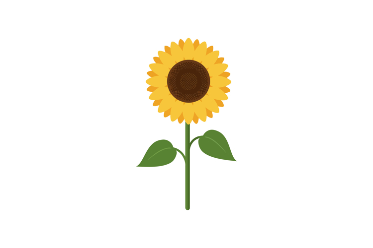 Bright yellow sunflower with green leaves on stem in flat st