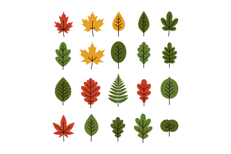 Various autumn and green leaves collection flat design simpl