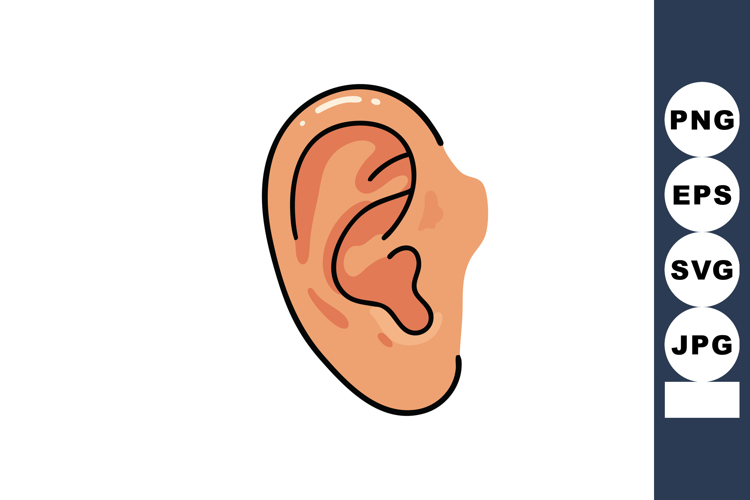 Anatomy Clipart
