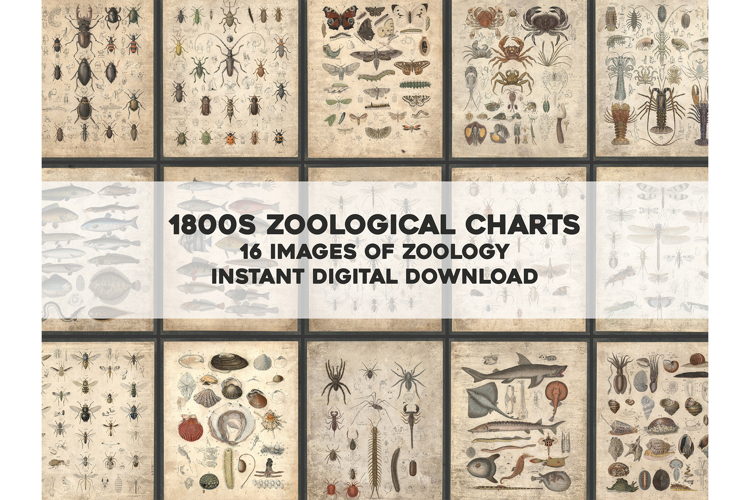 16 Charts of 1800s Zoology Restored Images Bundle